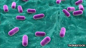 Lactobacillus