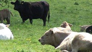 Cows on farm (generic)