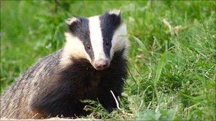 Badger