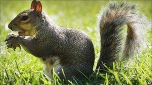 Grey squirrel