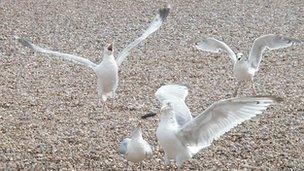 Seagulls in Aldeburgh