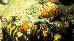 Zebra mussels