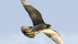 Peregrine falcon - generic