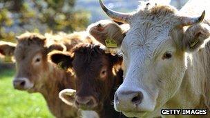 Cattle