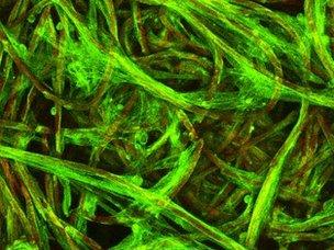 Lab created muscle tissue