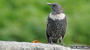 Ring ouzel