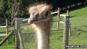 Red-necked ostrich (Paignton Zoo)