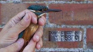 Kingfisher with Poland tag