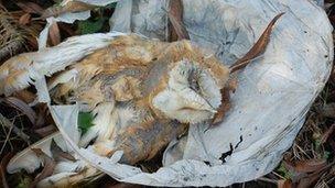 Barn owl trapped in Chinese lantern