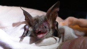 A rare Bechstein's bat found in the New Forest