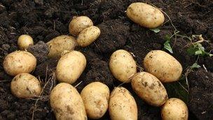 Potatoes on soil