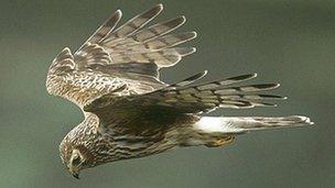 Female hen harrier in flight