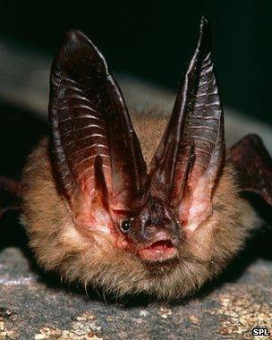 Virgina big-eared bat