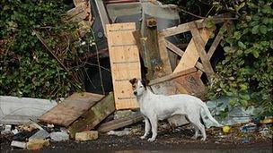 Dog next to debris at the Dale Farm travellers' site