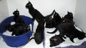 Black kittens