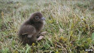 Arctic skua/RSPB