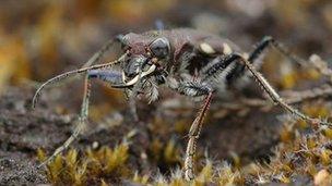 Heath Tiger Beetle (picture by Jon Hawkins)