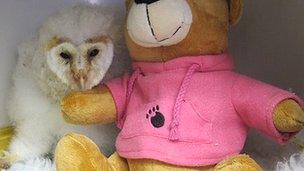 Baby barn owl at Secret World Wildlife Rescue Centre in Somerset