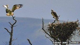 Lake District ospreys