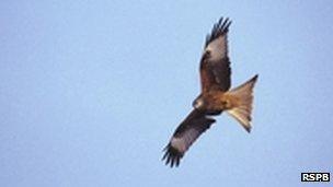 red kite soaring