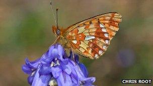 Pearl-bordered fritillary