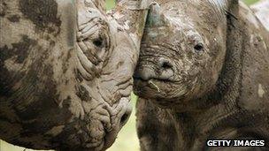 A black rhino calf stands with its mother in its enclosure at Lympne Wild Animal Park, England, 21 June