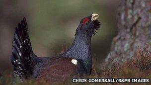 Capercaillie. Pic: Chris Gomersall/RSPB Images