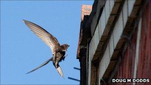 Swift flying into nest