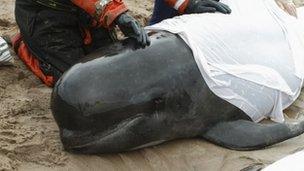 Stranded pilot whale (British Divers Marine Life Rescue)