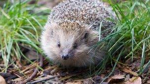 Percy the hedgehog