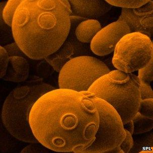 SEM of brewer's yeast Saccharomyces cerevisiae