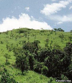 Assisted natural regeneration project, Philippines (Patrick Durst/FAO)