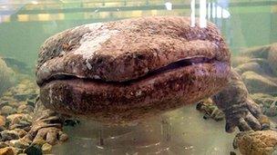 Giant salamander