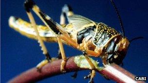 Desert locust (Image: Cabi)