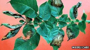 Potato blight (Image: MSIRI/Cabi)