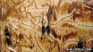 Mountain pine beetle galleries in a tree stem (Image: William M. Ciesla/Cabi)