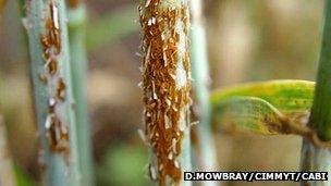 Wheat stem rust (Image: David Mowbray/CIMMYT/Cabi)