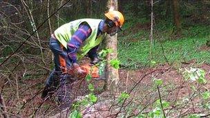 Tree felling