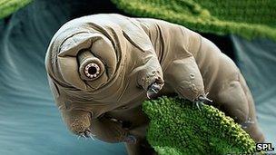 Water bear (Paramacrobiotus craterlaki). Coloured scanning electron micrograph (SEM).