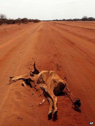 Dead animal in East African drought