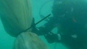 Diver tackles sea squirt problem