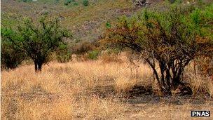 Helenium aromaticum among Acacia caven trees (Image: PNAS)