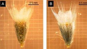 Samples of Helenium aromaticum from low frequency fire area (left) and higher fire frequency areas (Image: PNAS)