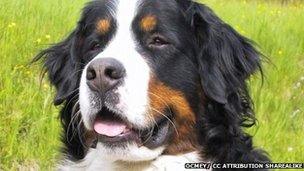 Bernese mountain dog