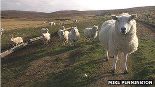 Shetland sheep