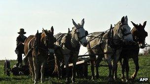 Amish farmer 1 November 2011