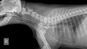 X-ray of fishing hooks inside dog