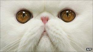 Close up of white cat