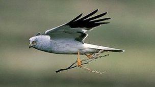 Hen harrier. Photo: RSPB