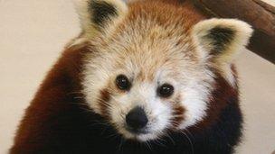 Qui the red panda